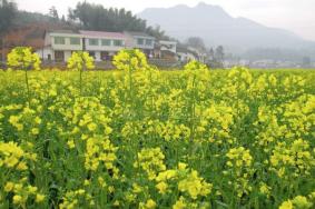 浏阳油菜花基地在哪里，浏阳油菜花赏花攻略