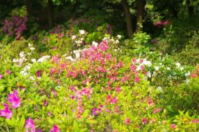 武汉植物园新春百花节开幕时间及观赏指南