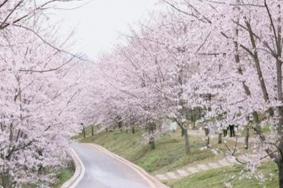 平坝樱花园核心景区在哪，平坝樱花园停车怎么收费