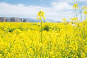 青岛西海岸生态观光园油菜花什么时候开