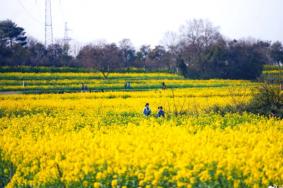 南京油菜花景点，市内油菜花观赏地点汇总