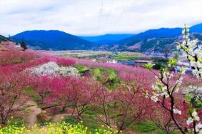 奉化桃花节是几月几日，奉化桃花观赏指南