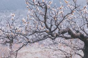 苏州上方山百花节什么时候交通指南