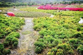 南宁花雨湖玫瑰花文化节游玩时间地点交通