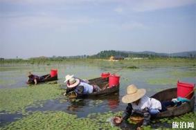 哪里生产莼菜，中国哪里的莼菜最好