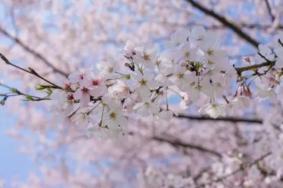 无锡樱花花期预报，无锡樱花什么时候开花