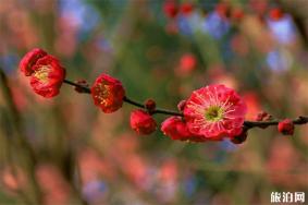 武汉花市场在哪里批发，附武汉春节花市时间+地点