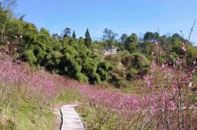 重庆合川春季赏花好去处，重庆合川春季赏花攻略