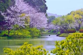 深圳樱花谷风景区在哪里，深圳樱花谷什么时候去最好